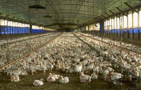 Benefits of poultry farming