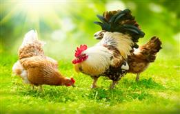 Poultry Diseases & Nutrition