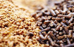 Poultry Feed Rates Rise due to Costlier Inputs
