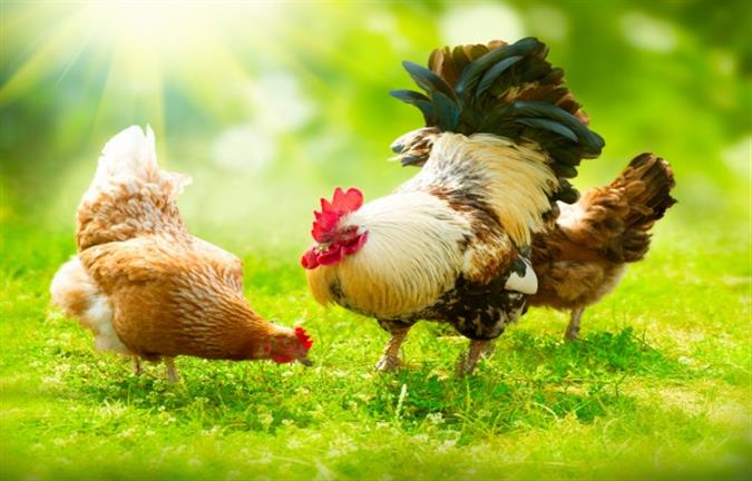 Poultry Diseases & Nutrition Image