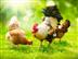 chicken meat processing business plan
