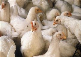 Broiler Rates  Karnataka (Monthly Rate Sheet) Image